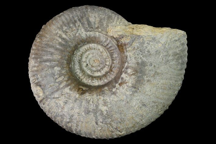 Bathonian Ammonite (Procerites) Fossil - France #152710